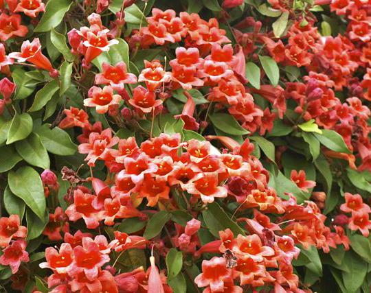 Bignonia Bignonia