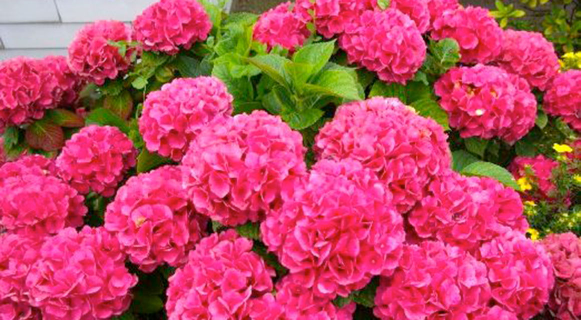 Siepe di ortensie