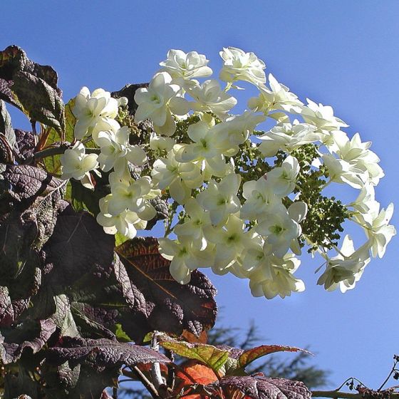 Ortensie in vaso