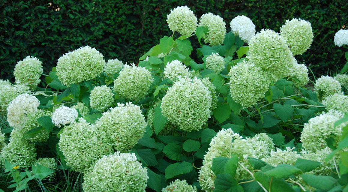 Siepe di ortensie in fiore